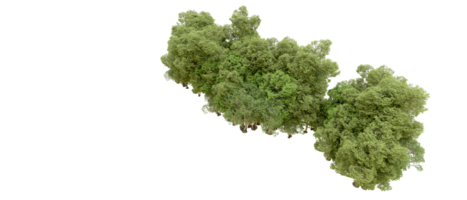 verde floresta isolado em fundo. 3d Renderização - ilustração png