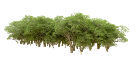 Green forest isolated on background. 3d rendering - illustration png