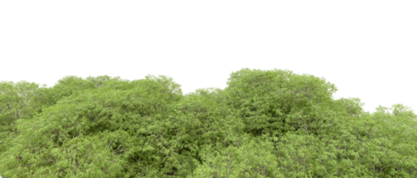 Green forest isolated on background. 3d rendering - illustration png