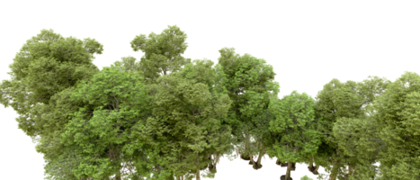 Green forest isolated on background. 3d rendering - illustration png