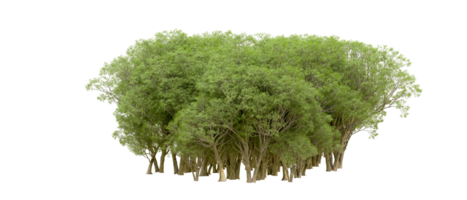 Green forest isolated on background. 3d rendering - illustration png