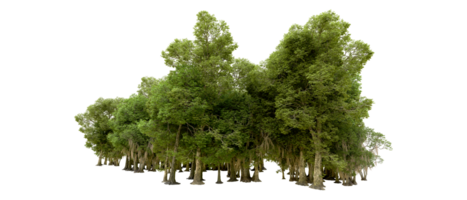 Green forest isolated on background. 3d rendering - illustration png