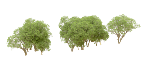 Green forest isolated on background. 3d rendering - illustration png