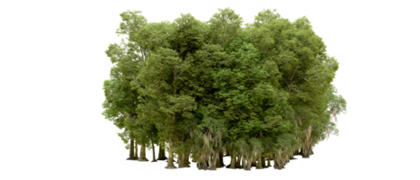 Green forest isolated on background. 3d rendering - illustration png