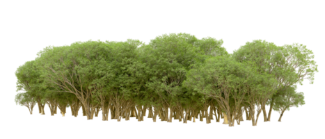 Green forest isolated on background. 3d rendering - illustration png