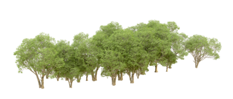 Green forest isolated on background. 3d rendering - illustration png