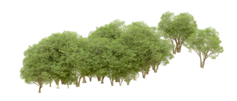 verde floresta isolado em fundo. 3d Renderização - ilustração png