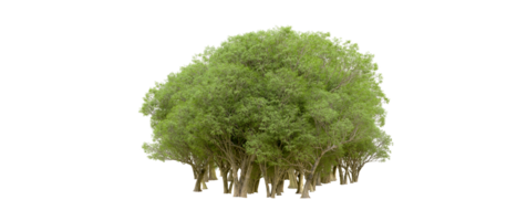 vert forêt isolé sur Contexte. 3d le rendu - illustration png