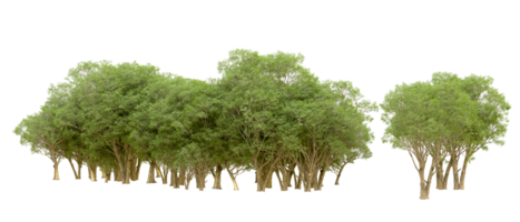 vert forêt isolé sur Contexte. 3d le rendu - illustration png