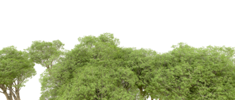 Green forest isolated on background. 3d rendering - illustration png