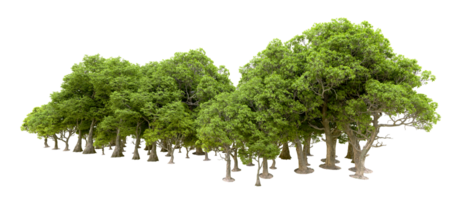 Green forest isolated on background. 3d rendering - illustration png