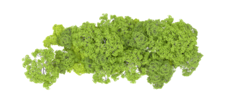 groen Woud geïsoleerd Aan achtergrond. 3d renderen - illustratie png