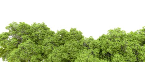 Green forest isolated on background. 3d rendering - illustration png