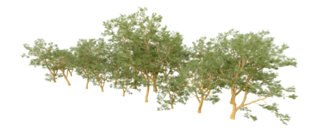 groen Woud geïsoleerd Aan achtergrond. 3d renderen - illustratie png