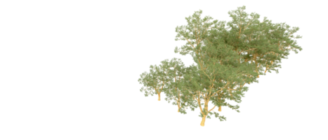 verde floresta isolado em fundo. 3d Renderização - ilustração png