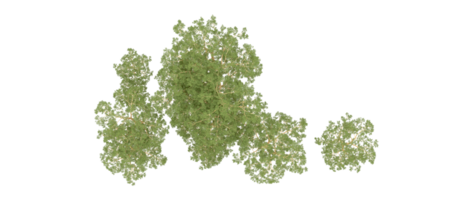 groen Woud geïsoleerd Aan achtergrond. 3d renderen - illustratie png