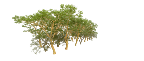 vert forêt isolé sur Contexte. 3d le rendu - illustration png