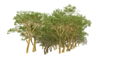 Green forest isolated on background. 3d rendering - illustration png