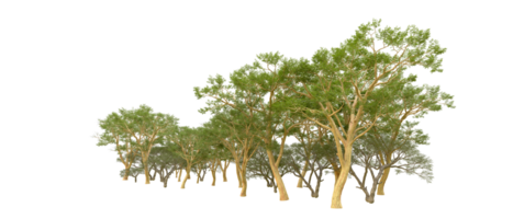 Green forest isolated on background. 3d rendering - illustration png