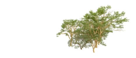 vert forêt isolé sur Contexte. 3d le rendu - illustration png