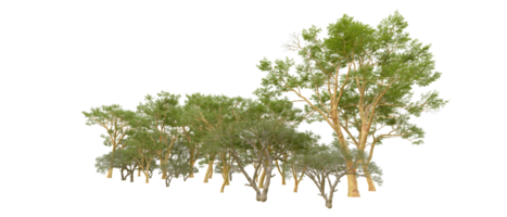 vert forêt isolé sur Contexte. 3d le rendu - illustration png