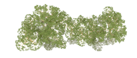 groen Woud geïsoleerd Aan achtergrond. 3d renderen - illustratie png