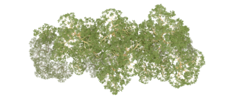 verde foresta isolato su sfondo. 3d interpretazione - illustrazione png