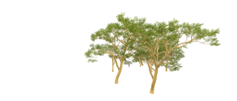 groen Woud geïsoleerd Aan achtergrond. 3d renderen - illustratie png