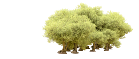 verde foresta isolato su sfondo. 3d interpretazione - illustrazione png