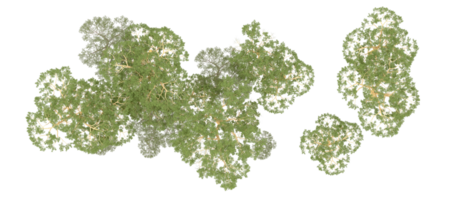 vert forêt isolé sur Contexte. 3d le rendu - illustration png