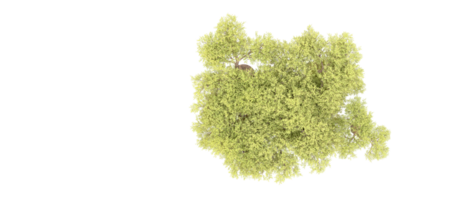 verde foresta isolato su sfondo. 3d interpretazione - illustrazione png