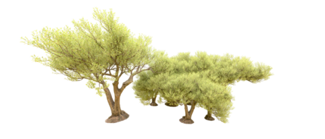 Green forest isolated on background. 3d rendering - illustration png