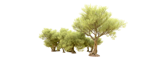 Green forest isolated on background. 3d rendering - illustration png