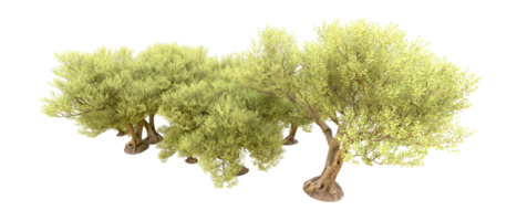 verde foresta isolato su sfondo. 3d interpretazione - illustrazione png