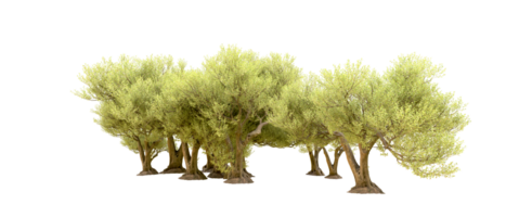 Green forest isolated on background. 3d rendering - illustration png