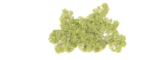 verde foresta isolato su sfondo. 3d interpretazione - illustrazione png