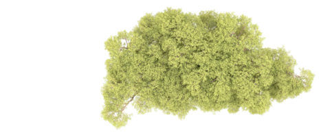 verde floresta isolado em fundo. 3d Renderização - ilustração png