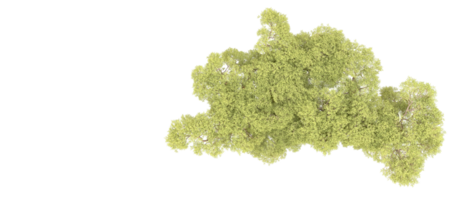 groen Woud geïsoleerd Aan achtergrond. 3d renderen - illustratie png