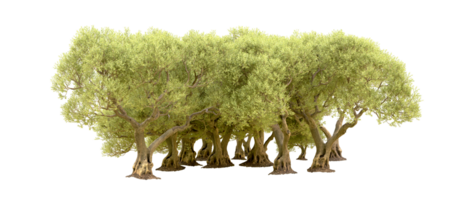 Green forest isolated on background. 3d rendering - illustration png