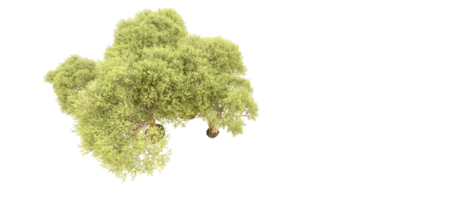 vert forêt isolé sur Contexte. 3d le rendu - illustration png