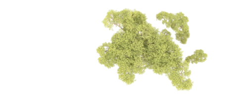 groen Woud geïsoleerd Aan achtergrond. 3d renderen - illustratie png