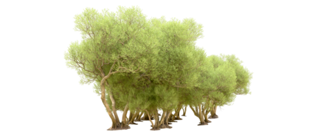 Green forest isolated on background. 3d rendering - illustration png