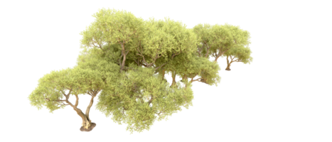 vert forêt isolé sur Contexte. 3d le rendu - illustration png