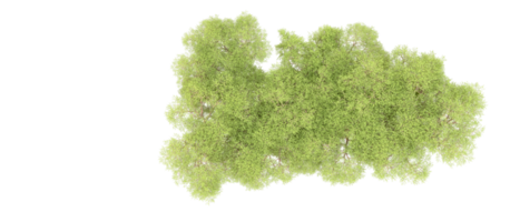 verde foresta isolato su sfondo. 3d interpretazione - illustrazione png