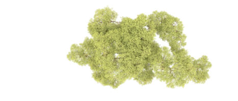 verde foresta isolato su sfondo. 3d interpretazione - illustrazione png