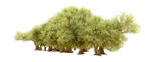 Green forest isolated on background. 3d rendering - illustration png