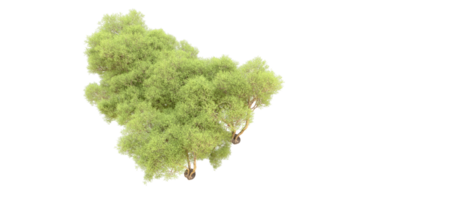 verde foresta isolato su sfondo. 3d interpretazione - illustrazione png