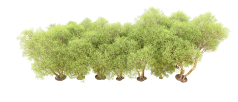 Green forest isolated on background. 3d rendering - illustration png