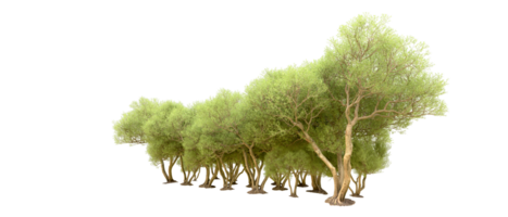 Green forest isolated on background. 3d rendering - illustration png