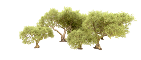 vert forêt isolé sur Contexte. 3d le rendu - illustration png